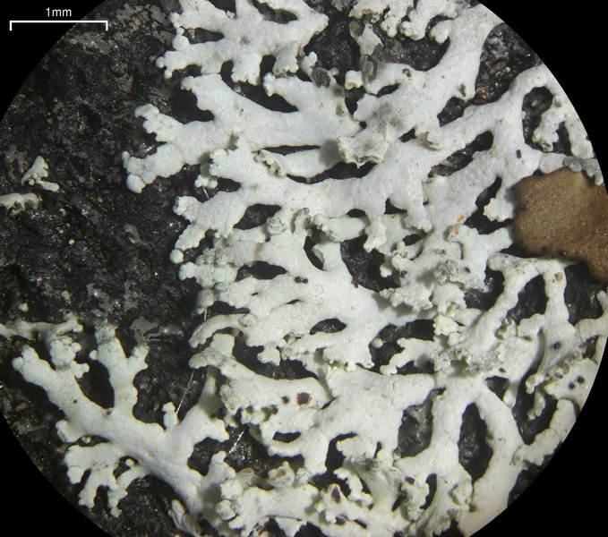 Physcia subtilis