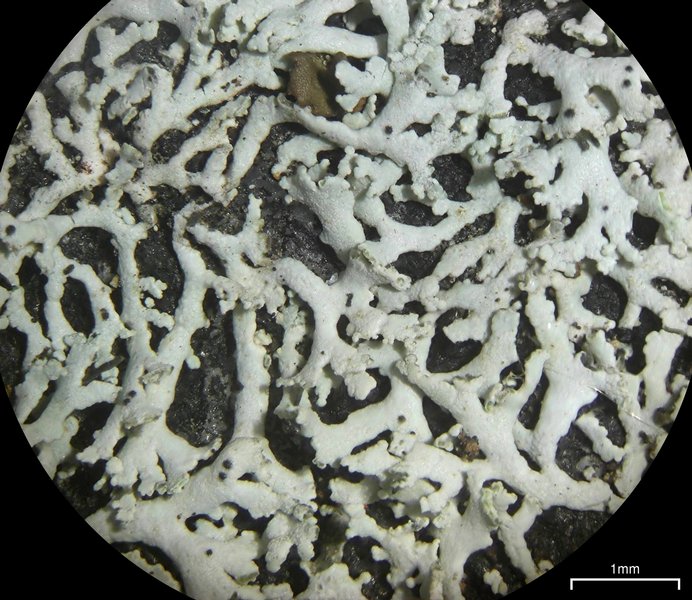 Physcia subtilis