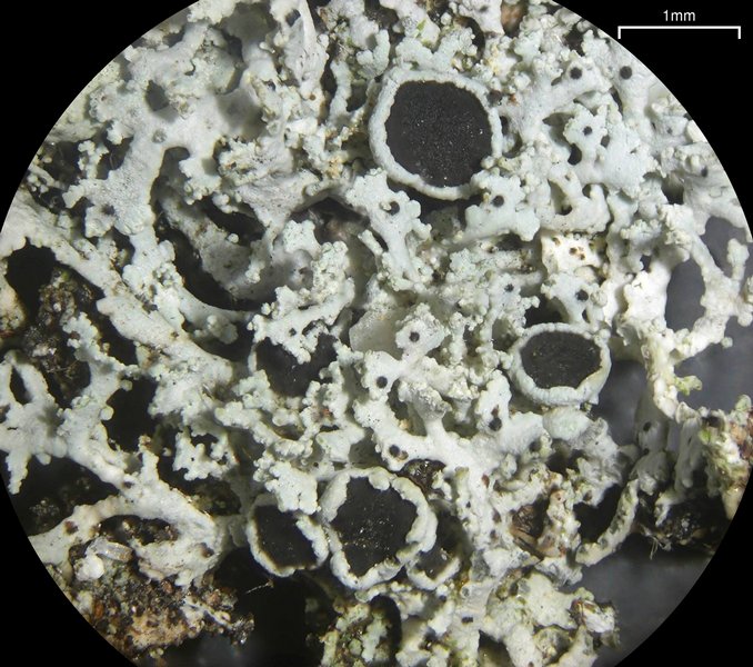 Physcia subtilis