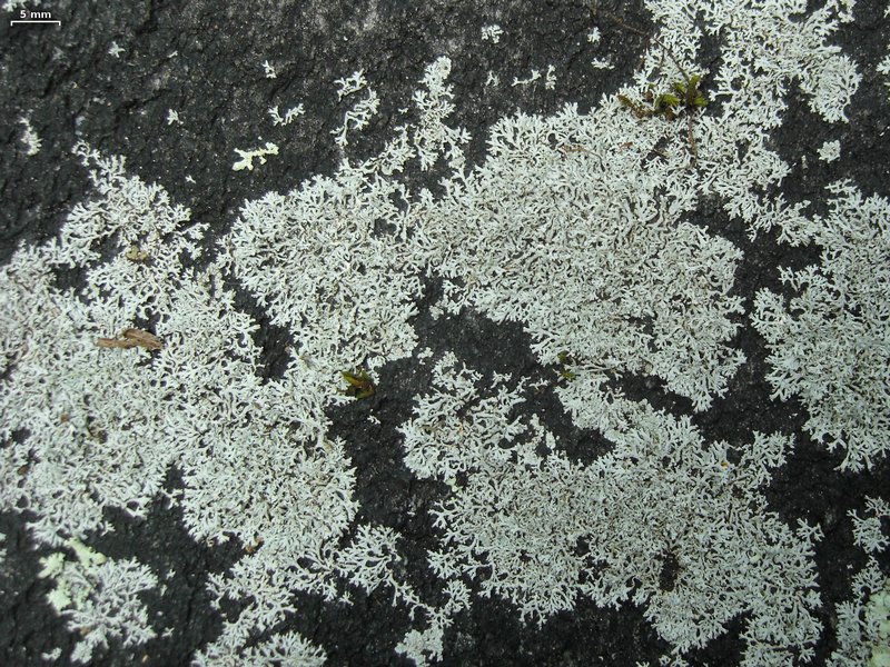 Physcia subtilis