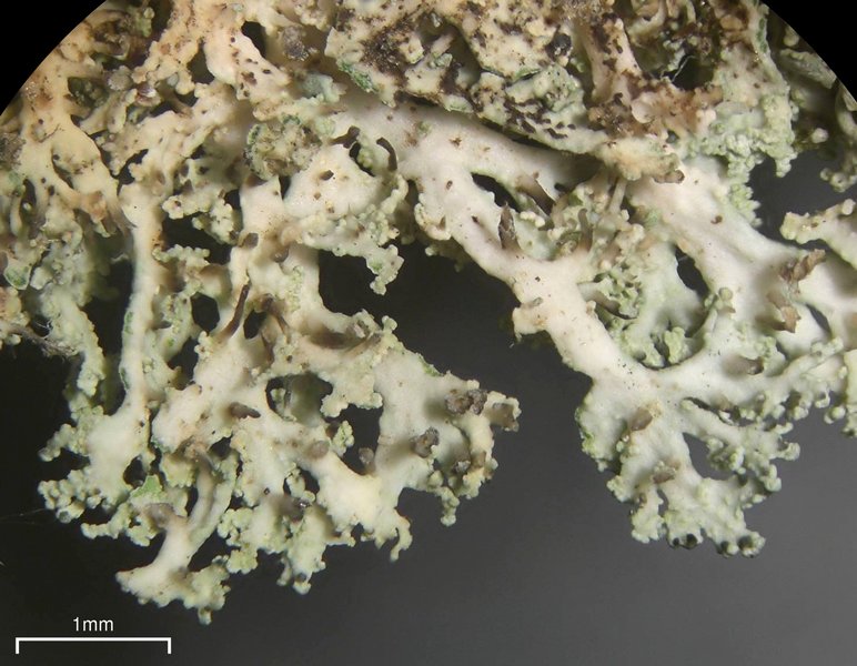 Physcia subtilis
