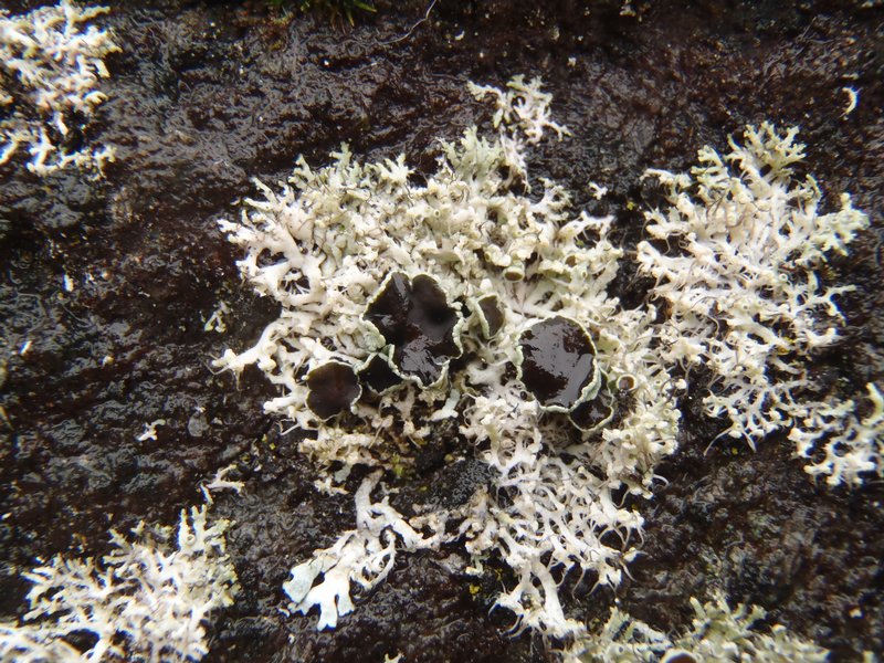 Physcia tenella