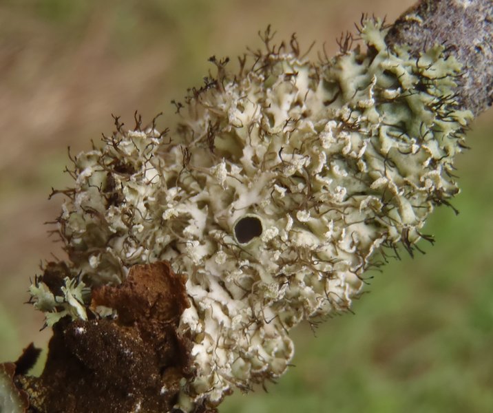 Physcia tenella