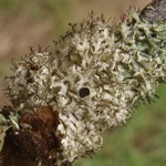 Physcia tenella