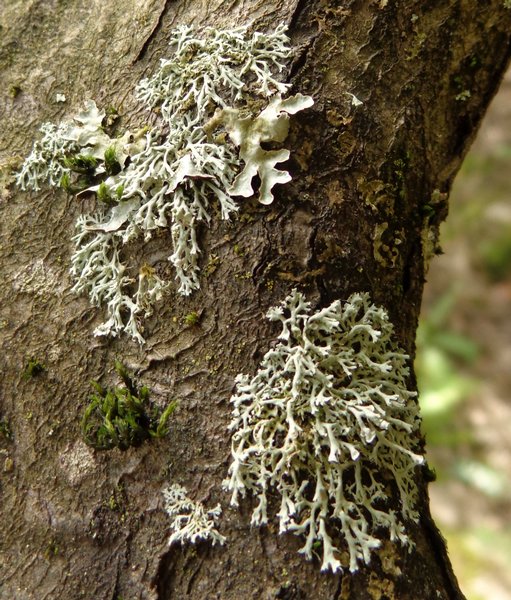 Physcia tenella