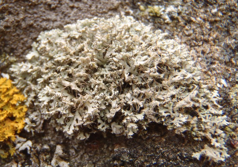 Physcia tenella