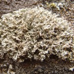 Physcia tenella