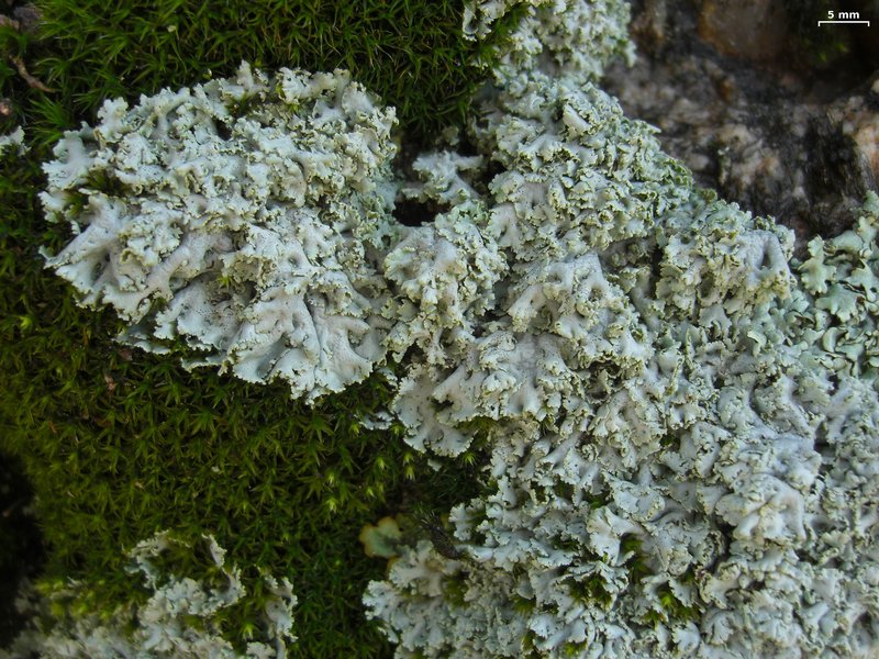 Physcia tribacia
