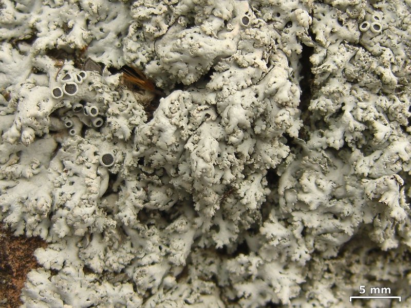 Physcia tribacia