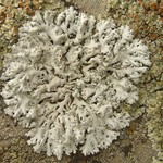 Physcia tribacia