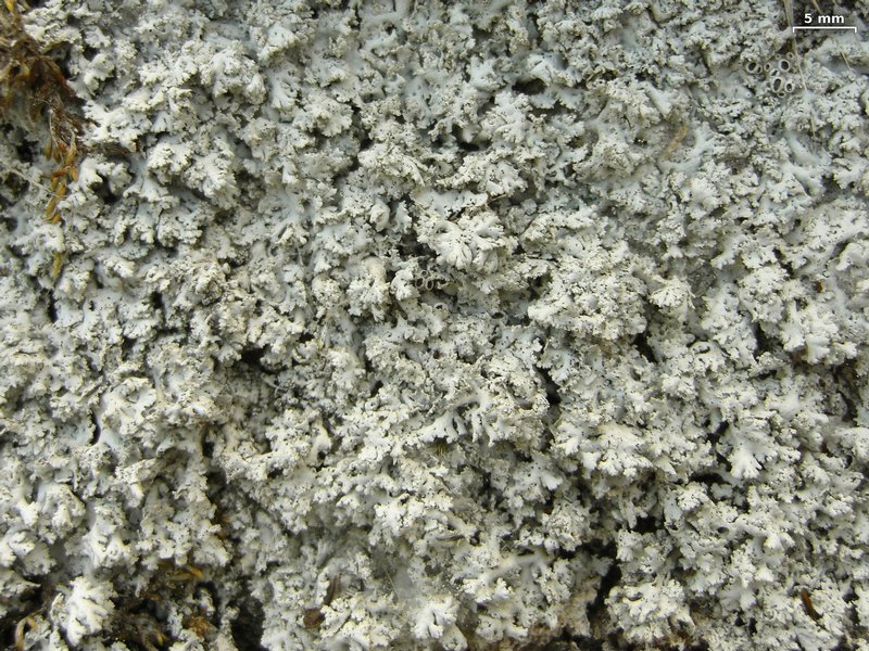 Physcia tribacia