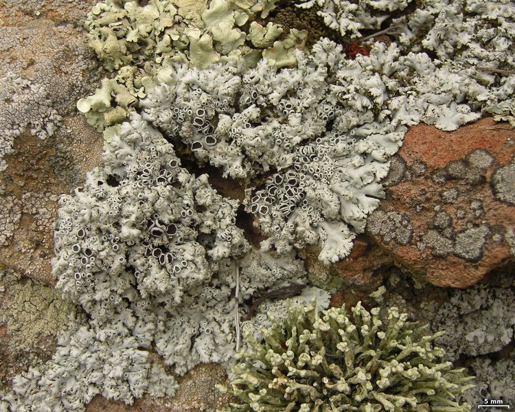 Physcia tribacia