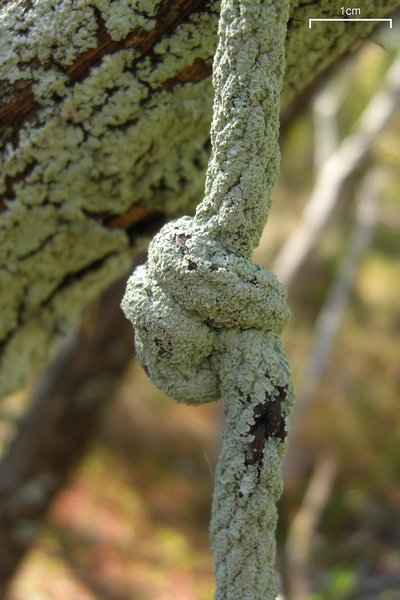 Physcia undulata
