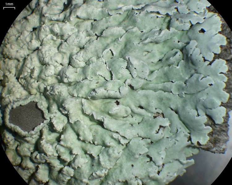 Physcia undulata