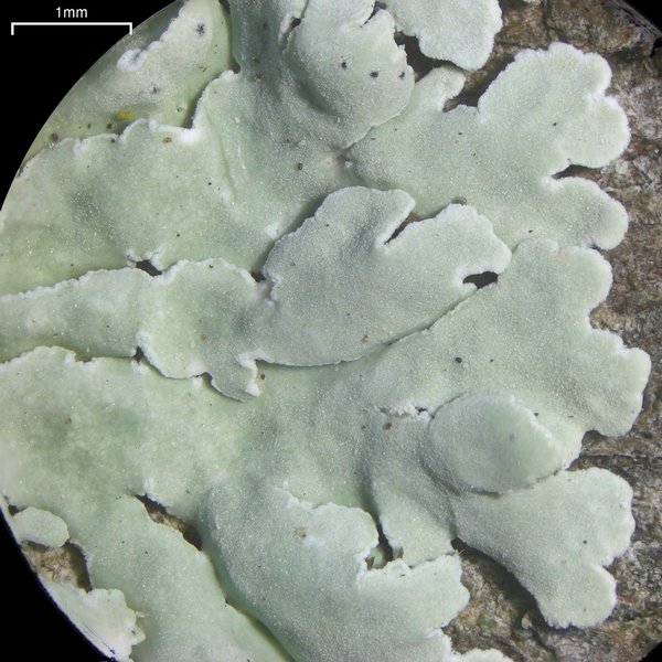 Physcia undulata