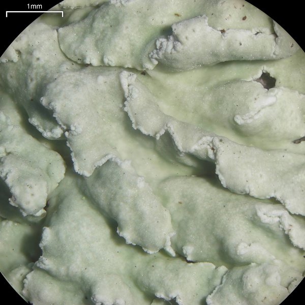 Physcia undulata