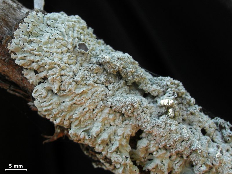 Physcia undulata