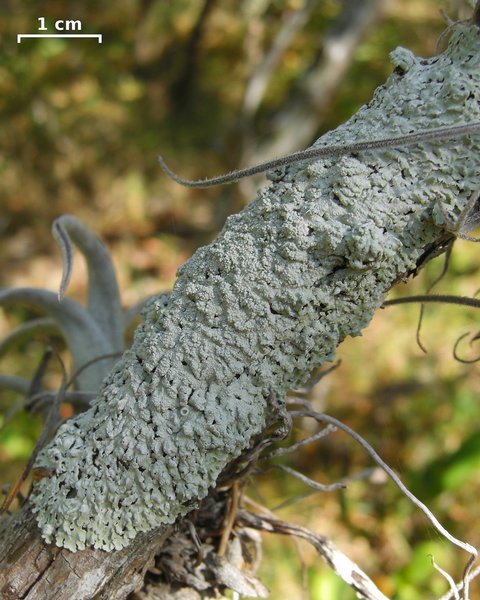 Physcia undulata
