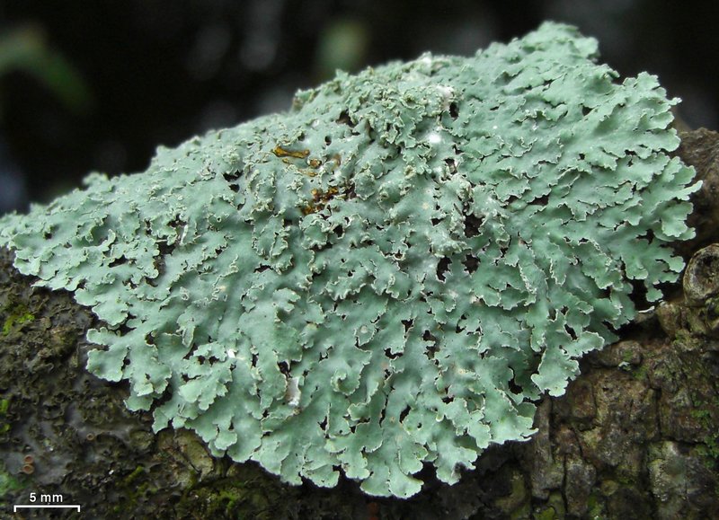 Physcia undulata