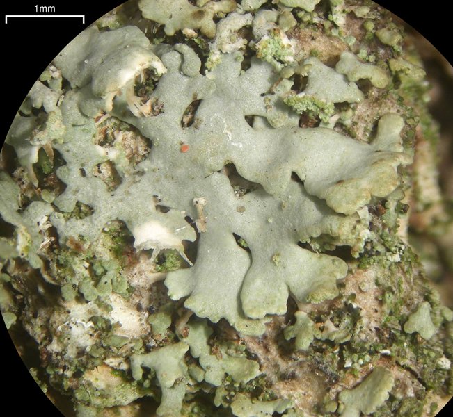 Physciella chloantha