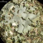 Physciella chloantha