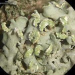 Physciella chloantha