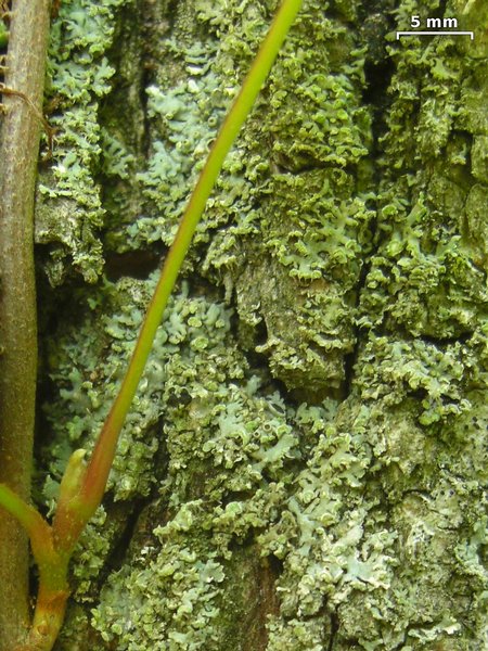 Physciella chloantha