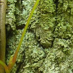 Physciella chloantha