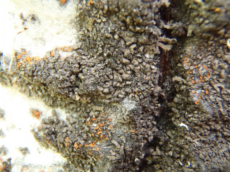 Physciella chloantha
