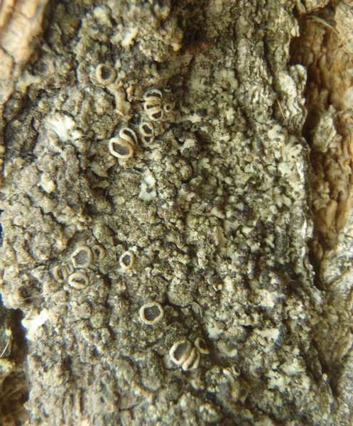 Physciella chloantha