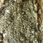 Physciella chloantha