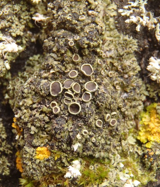 Physciella chloantha