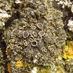 Physciella chloantha