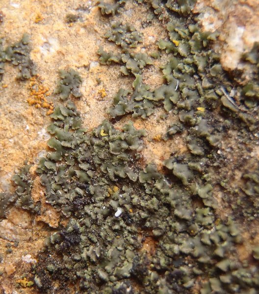 Physciella chloantha