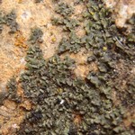 Physciella chloantha