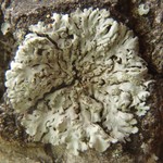 Physciella melanchra