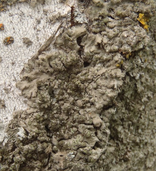 Physciella melanchra