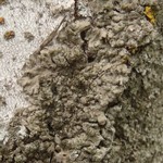 Physciella melanchra