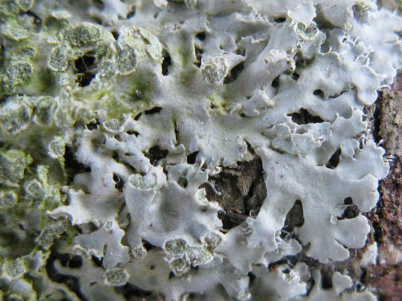 Physciella melanchra