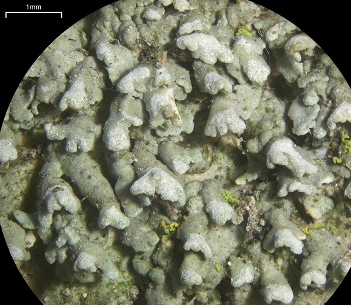 Physconia californica