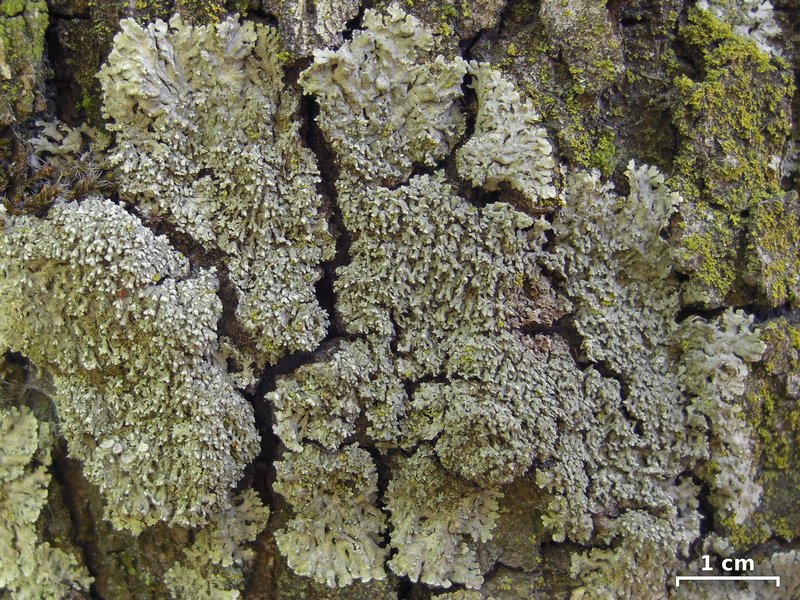 Physconia californica