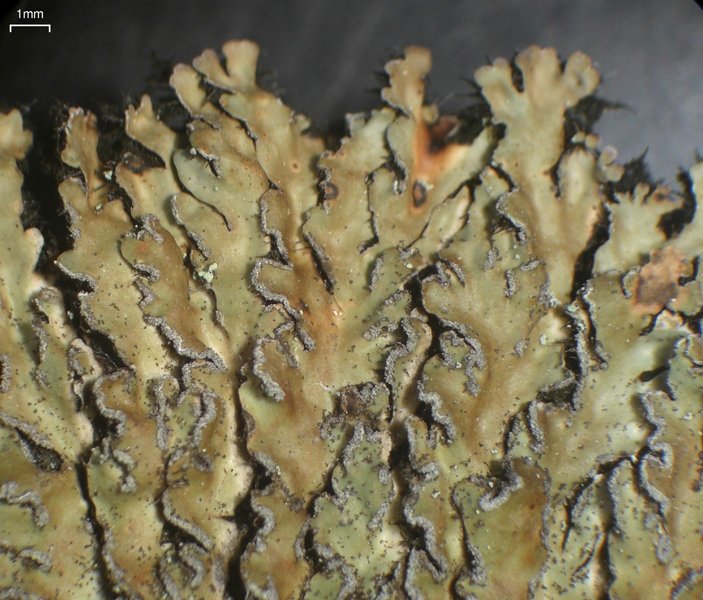 Physconia detersa