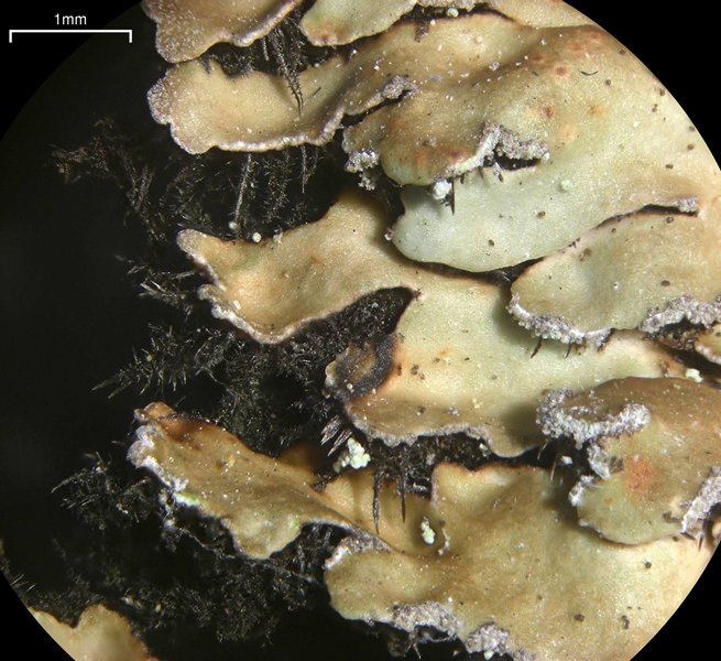 Physconia detersa