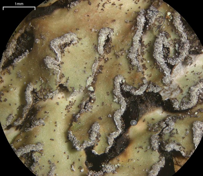 Physconia detersa