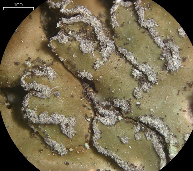 Physconia detersa