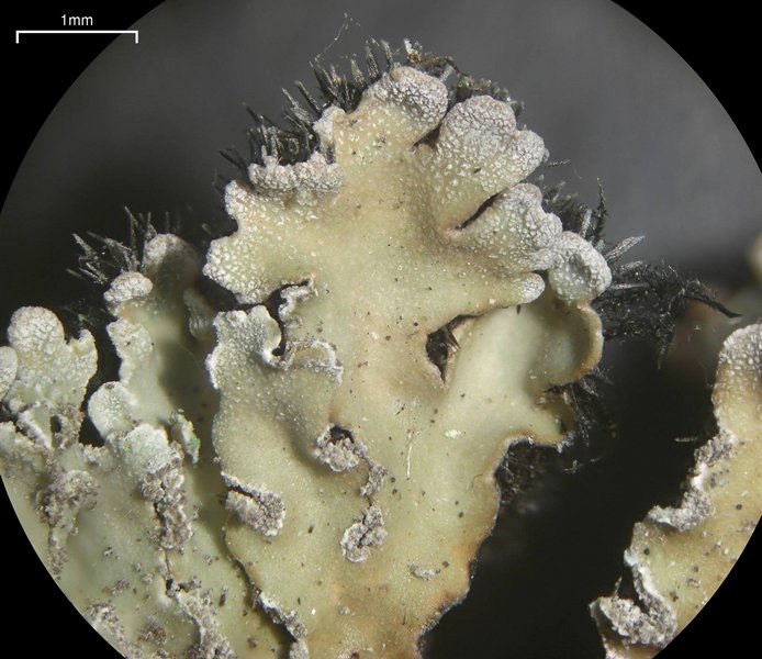 Physconia detersa