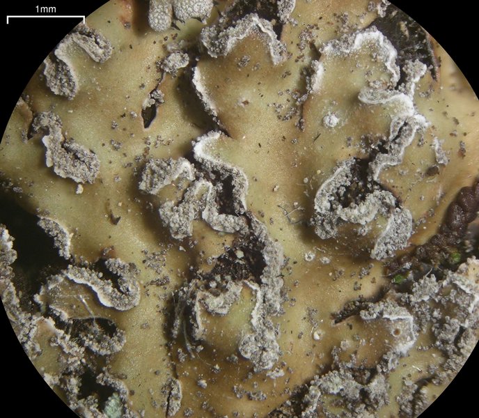 Physconia detersa