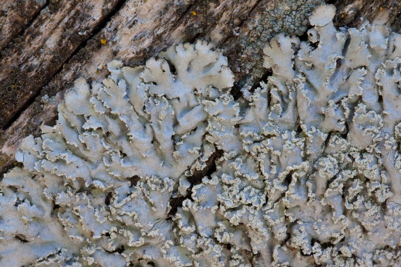 Physconia detersa