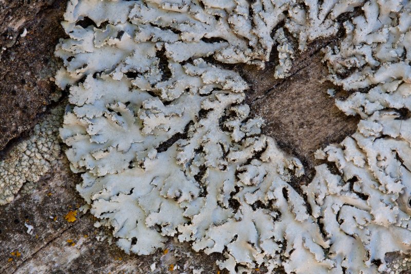 Physconia detersa