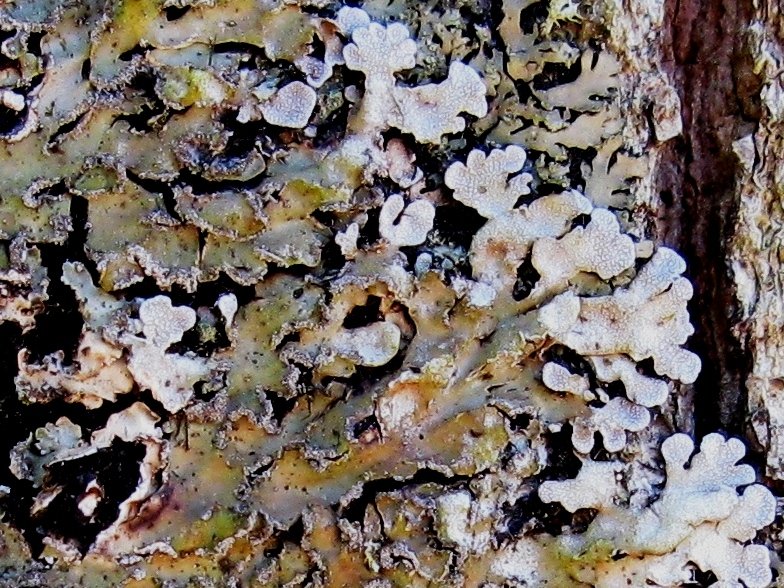 Physconia detersa